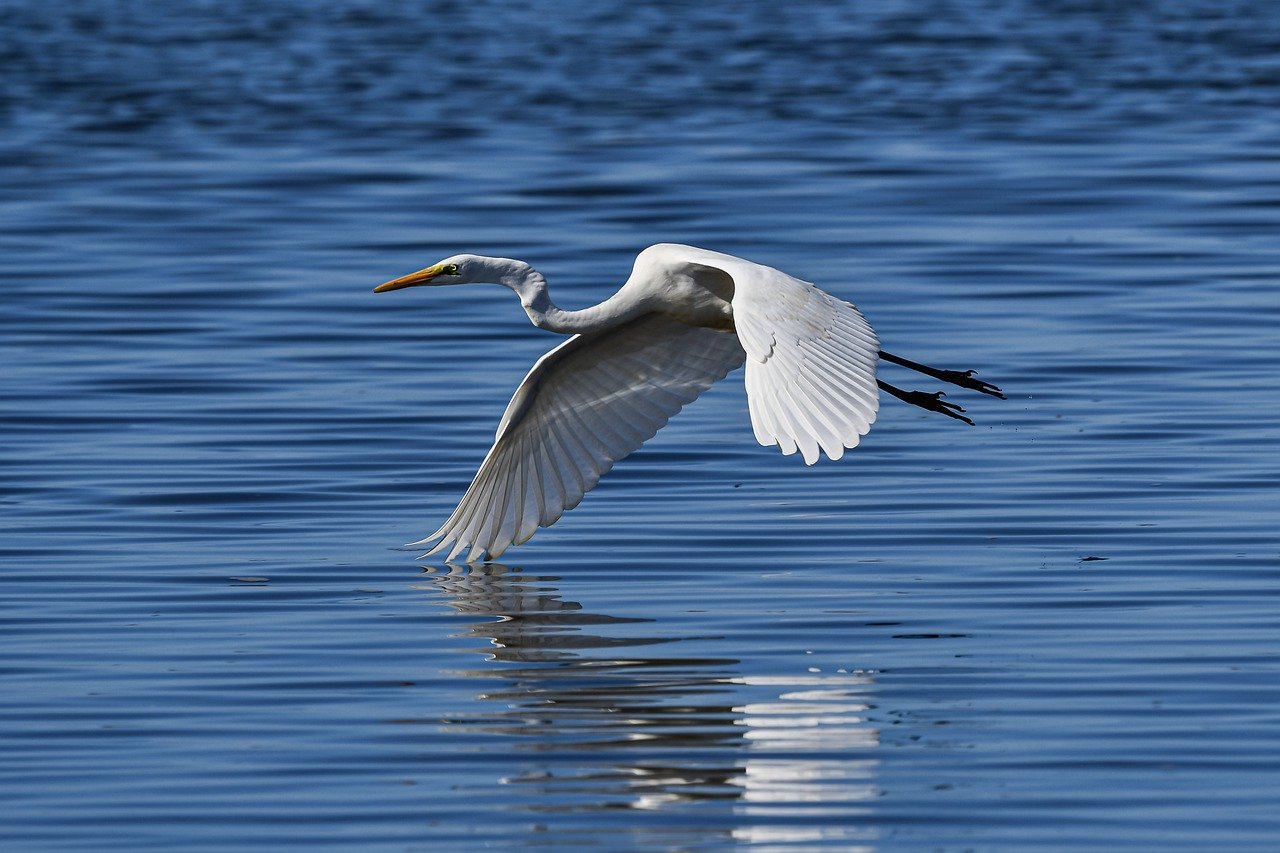 heron, great egret, river-6713611.jpg