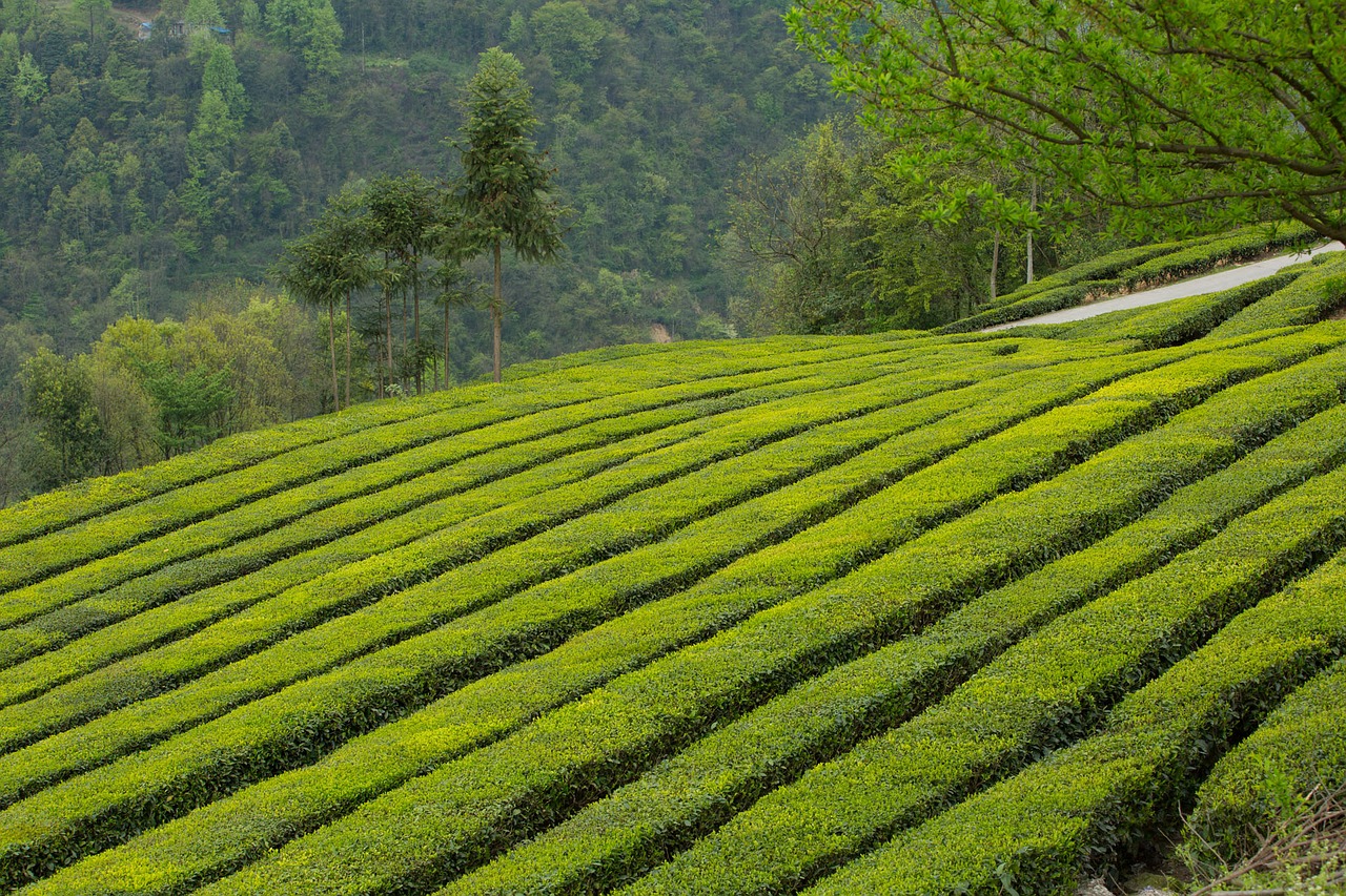 tea garden, wufeng, green gang ridge-2221923.jpg