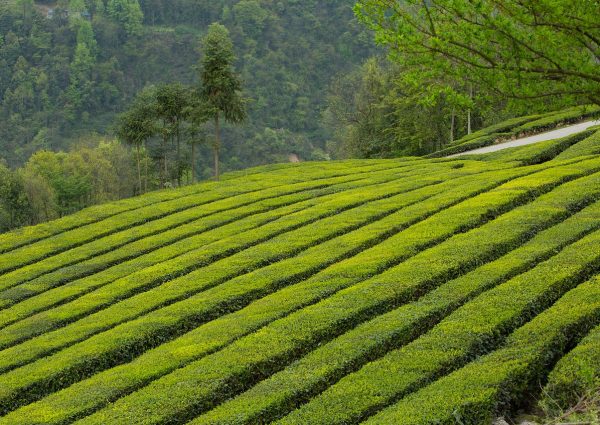 tea garden, wufeng, green gang ridge-2221923.jpg